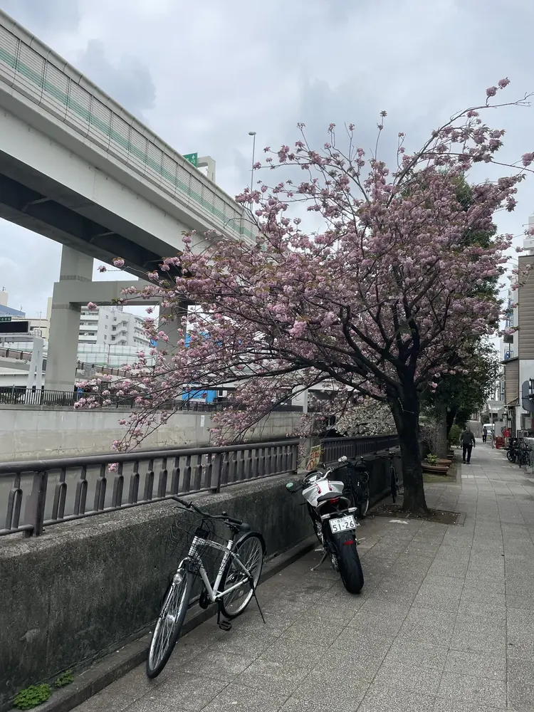 2026年4月13日の写真